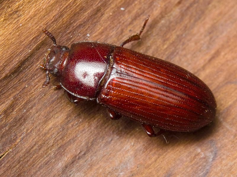 Uloma culinaris (Linnaeus, 1758)